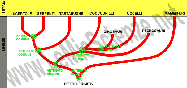 Albero filogenetico