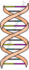 dna