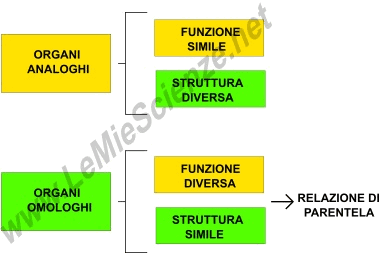 Organi omologhi ed analoghi